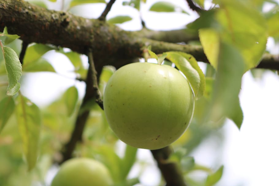 erik, branch, red, fruit, healthy eating, plant, tree, food and drink HD wallpaper