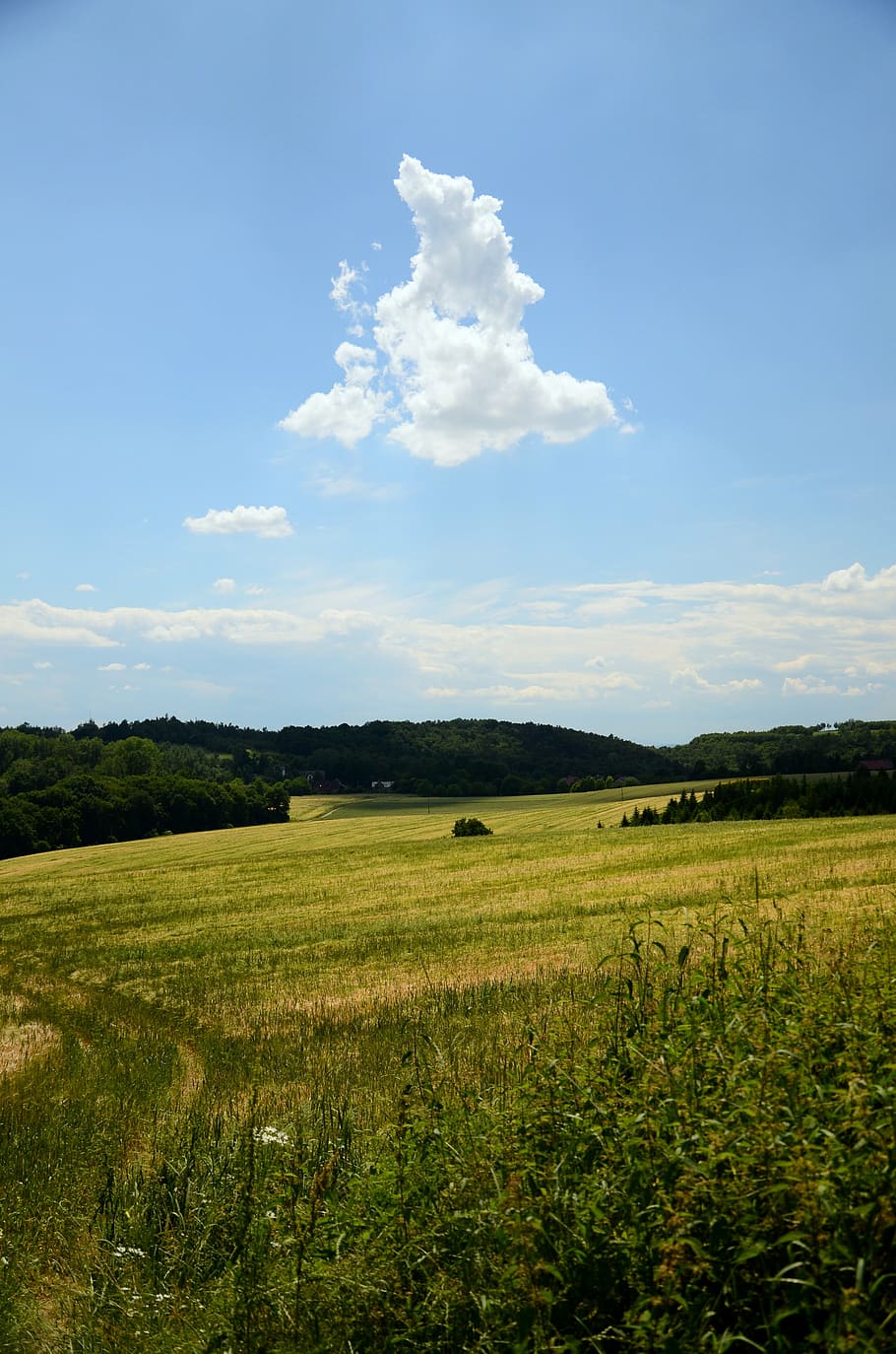 field, cloud, landscape, view, nature, polyana, sky, summer HD wallpaper