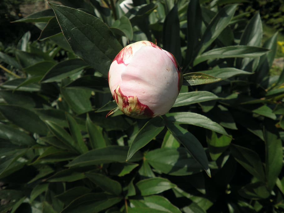 peony, bud, pink, blossom, bloom, flower, garden, plant, beauty in nature HD wallpaper