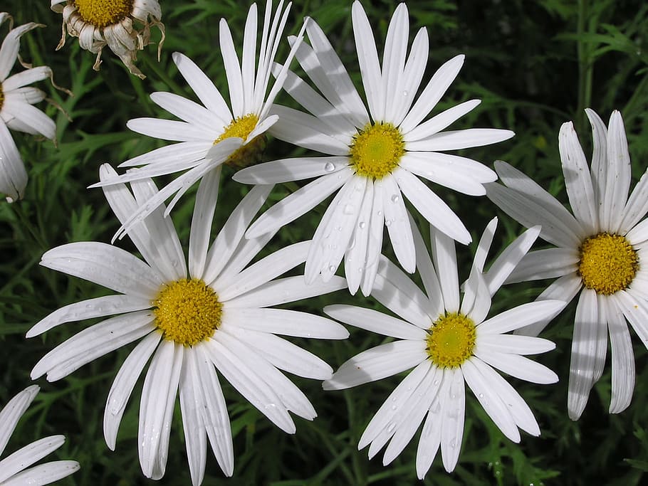 Daisy, Bush, White, flower, petal, yellow, white color, plant HD wallpaper