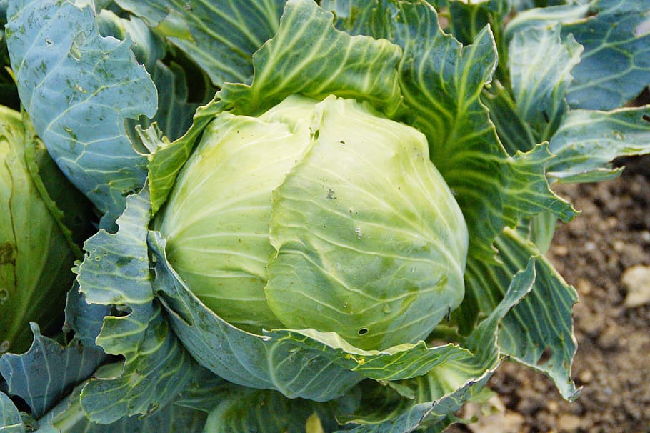 cabbage vegetable during daytime, Kohl, Green, Vegetables, vegetable patch HD wallpaper