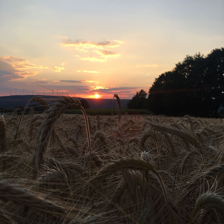 sunset, field, landscape, sky, cloud - sky, plant, scenics - nature HD wallpaper