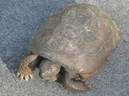 Tortoise, Turtle, Animal, reptile, wildlife, animal Shell, nature HD wallpaper