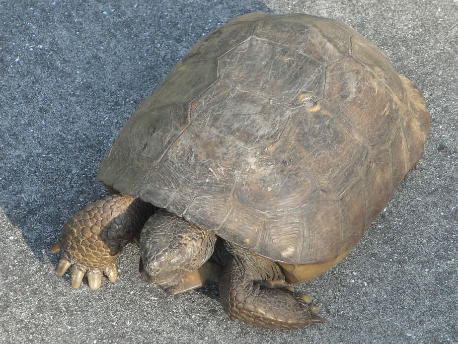 Tortoise, Turtle, Animal, reptile, wildlife, animal Shell, nature HD wallpaper