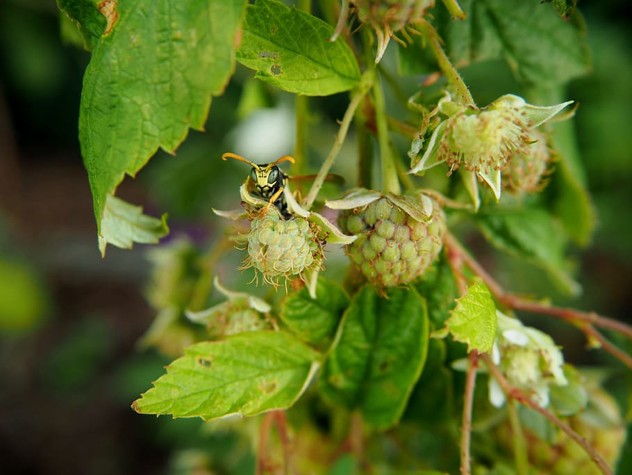 raspberry, raspberries, wasp, garden, fruit, fruits, sweet HD wallpaper