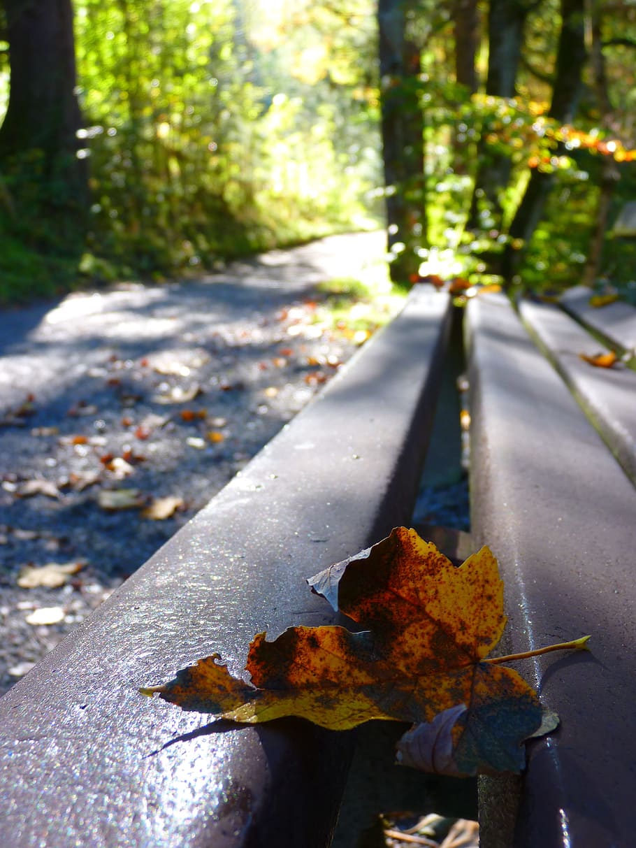 autumn, leaf, herbsstimmung, plant part, change, tree, day HD wallpaper