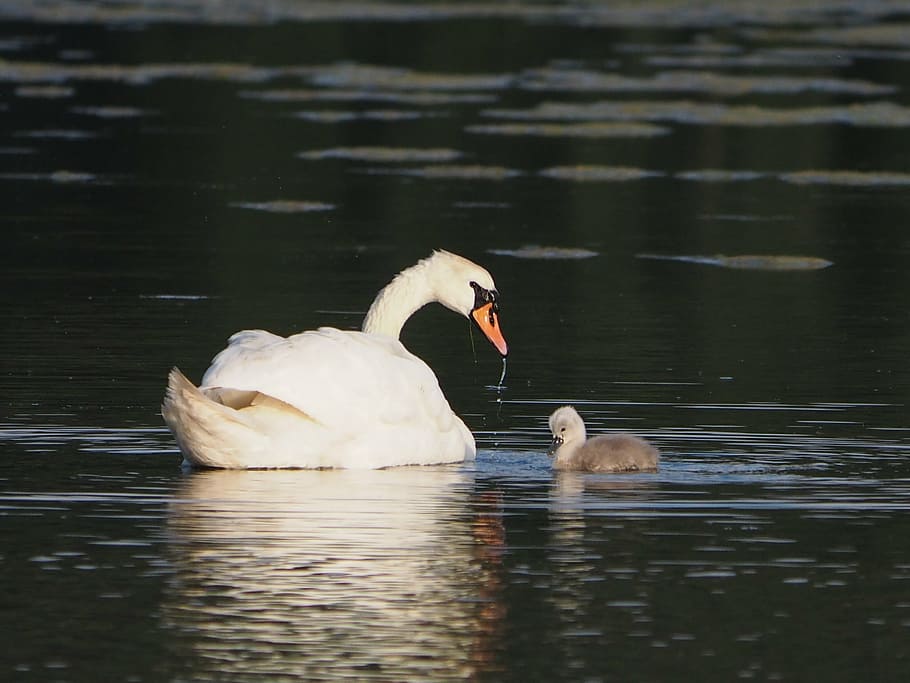 swans, animals, nature, bird, lake, water, pond, wildlife, swimming Animal HD wallpaper
