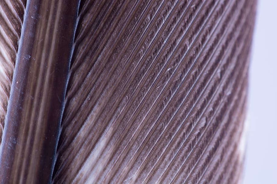 turkey feather, bird feather, macro, close-up, textured, pattern HD wallpaper