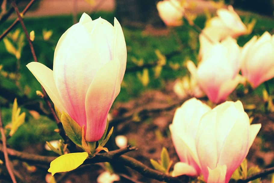 Flower, Spring, spring flower, spring flowers, nature, floral HD wallpaper