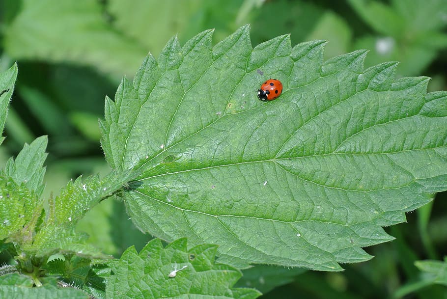 Ladybug, Beetle, Insect, Animals, Nature, one animal, leaf HD wallpaper