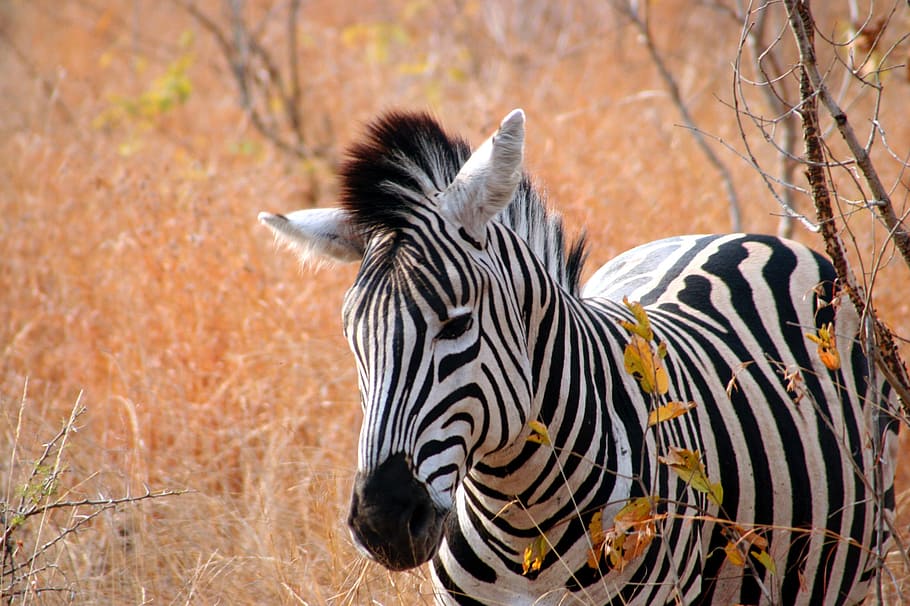 wildlife photograph of zebra, africa, nature, animal, striped, HD wallpaper