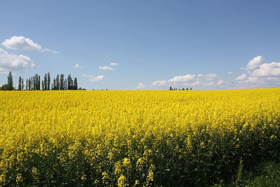 wide, dom, fields, yellow, art, summer, landscape, sky, plant HD wallpaper