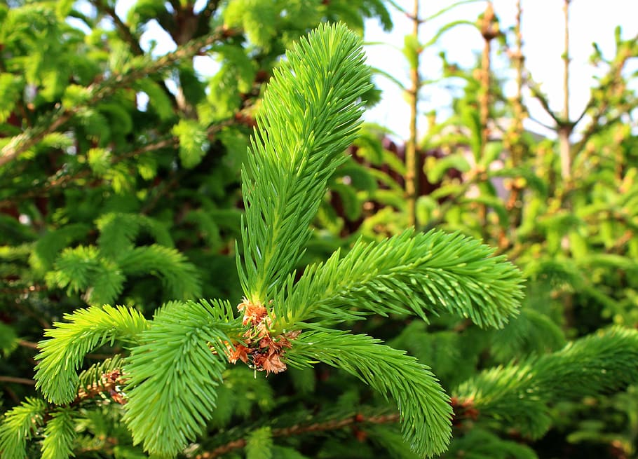 nature, spring, plant, pine, garden, green, clear, trees, evergreen HD wallpaper