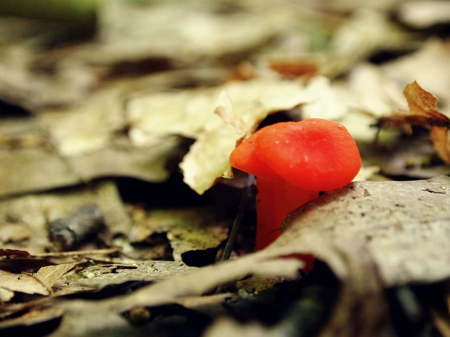mushroom, orange, little, tiny, growth, fungus, woods, forest, HD wallpaper