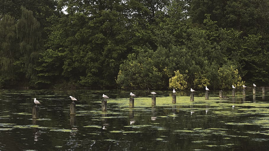 birds, seagulls, pond, hyde park, tree, water, plant, animals in the wild, HD wallpaper
