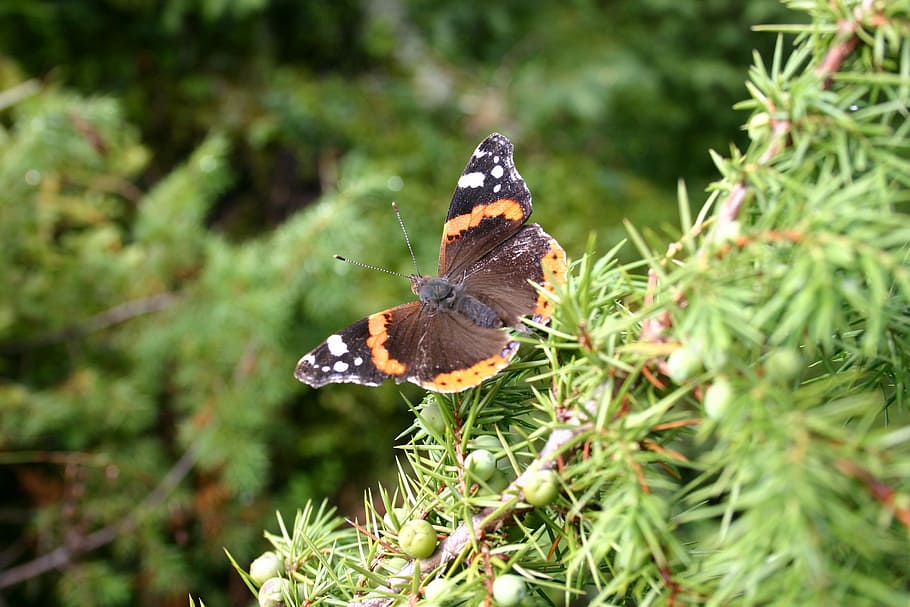 butterfly, macro, nature, insect, summer, lepidoptera, branch HD wallpaper
