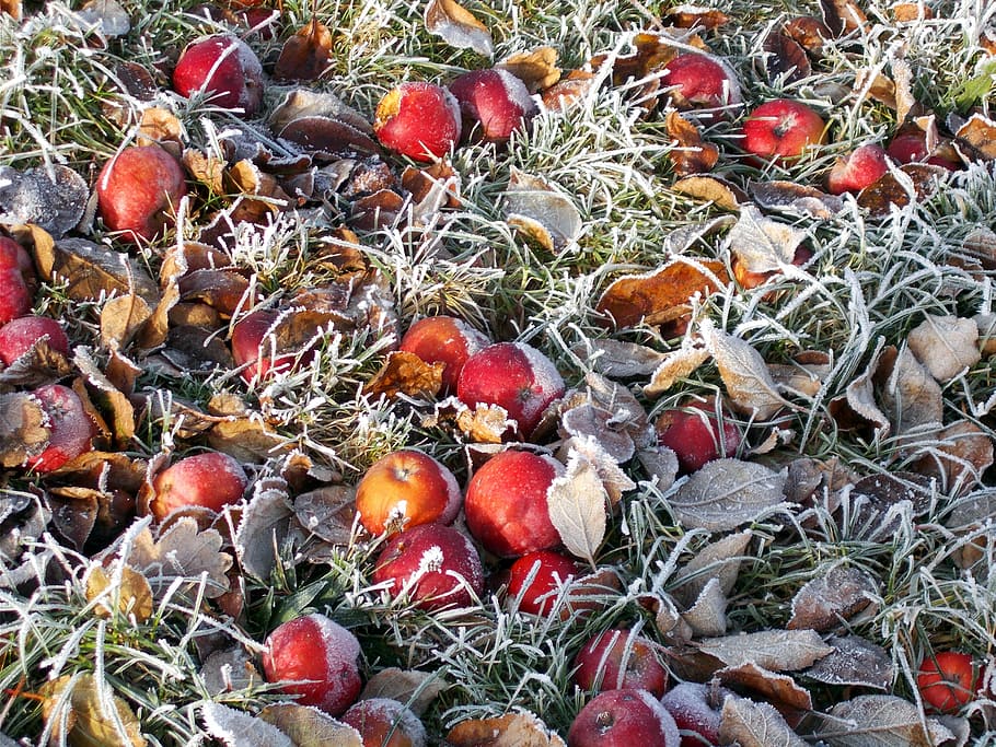 Frost, Winter, Apple, Windfall, hoarfrost, food and drink, fruit HD wallpaper