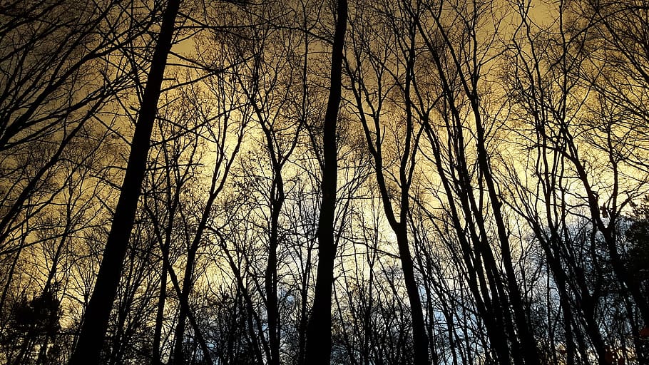 trees, forest, winter, nature, sky, clouds, plant, bare tree HD wallpaper