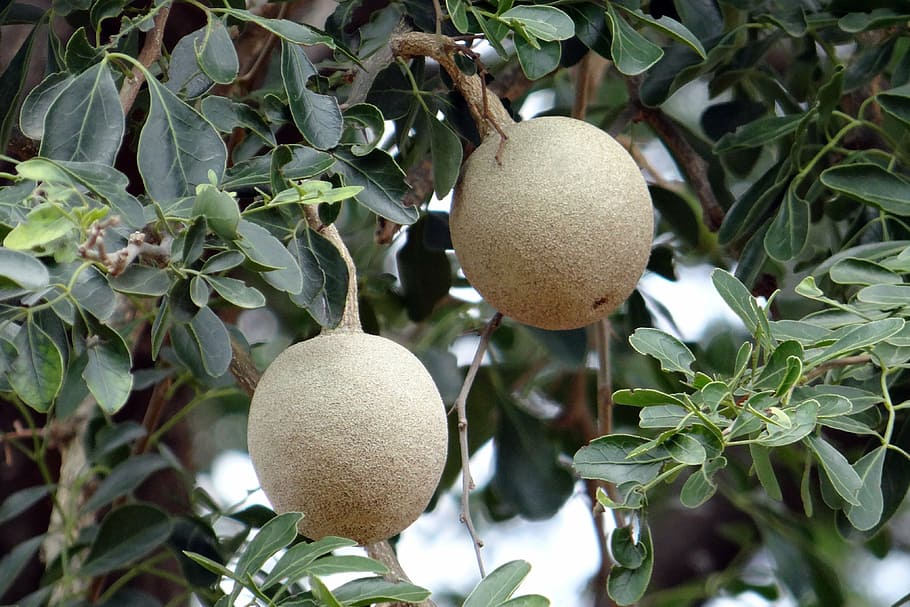 elephant-apple, monkey fruit, curd fruit, kaitha, limonia acidissima HD wallpaper