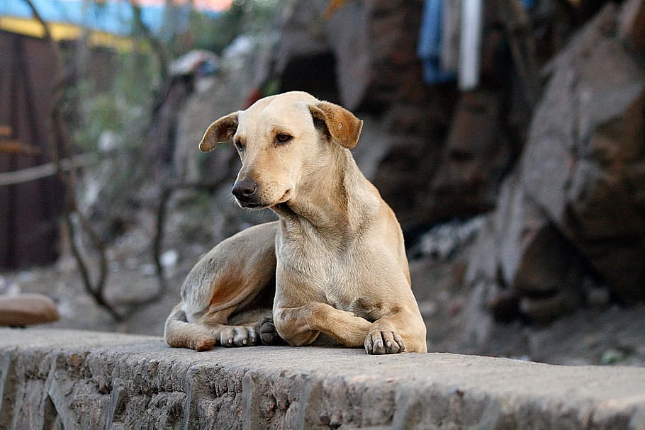 dog, animals, white, pets, man's best friend, vacation, devotion HD wallpaper