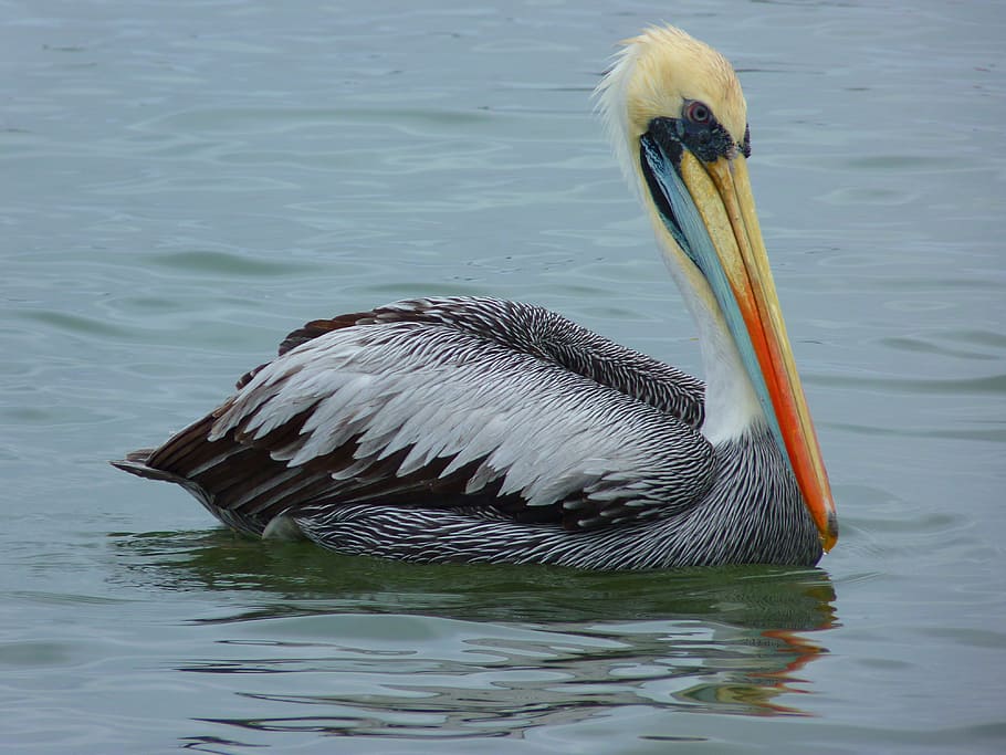 pelikan, water, bird, fish, animal, nature, animal themes, animals in the wild HD wallpaper