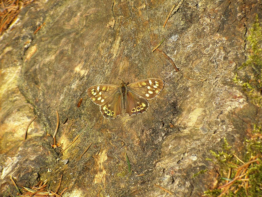 Butterfly, Brown, Tree, Root, Forest, nature, tree root, beautiful HD wallpaper