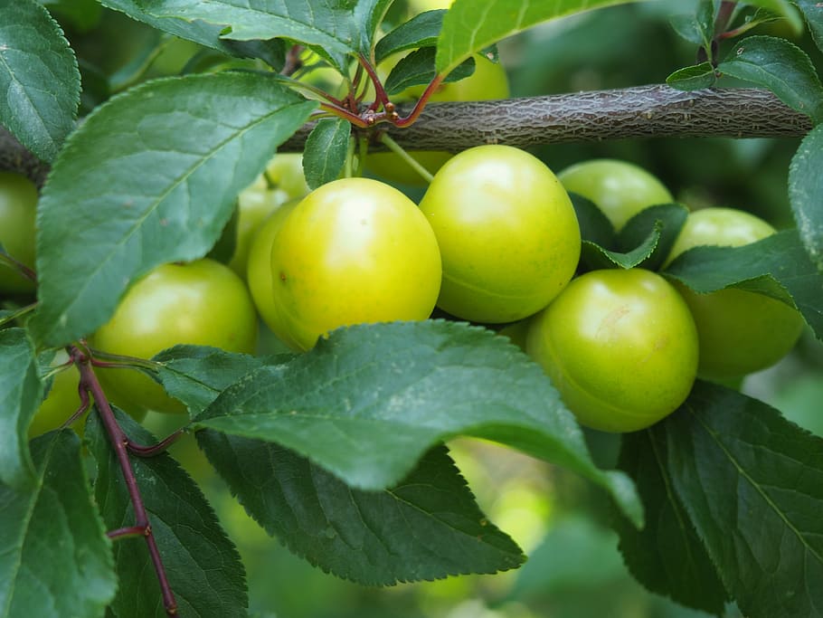 Yellow, Plums, Fruit, ringlotte, yellow plums, fruit tree, mirabelle plum tree HD wallpaper