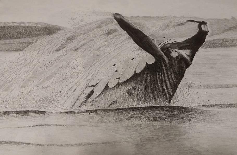 Amazon.com: Humpback Whale Art Print Poster - Watercolour Pencil Drawing  Wall Décor (White Large + Mount): Posters & Prints