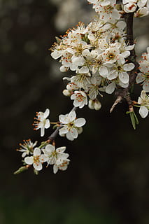 flower, flora, tree, nature, branch, hawthorn, white flower HD wallpaper