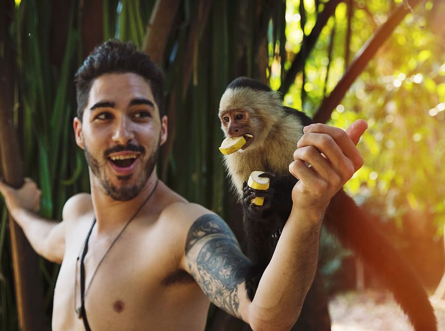 black primate eating food perching on person's left elbow, black and beige monkey on man left hand HD wallpaper