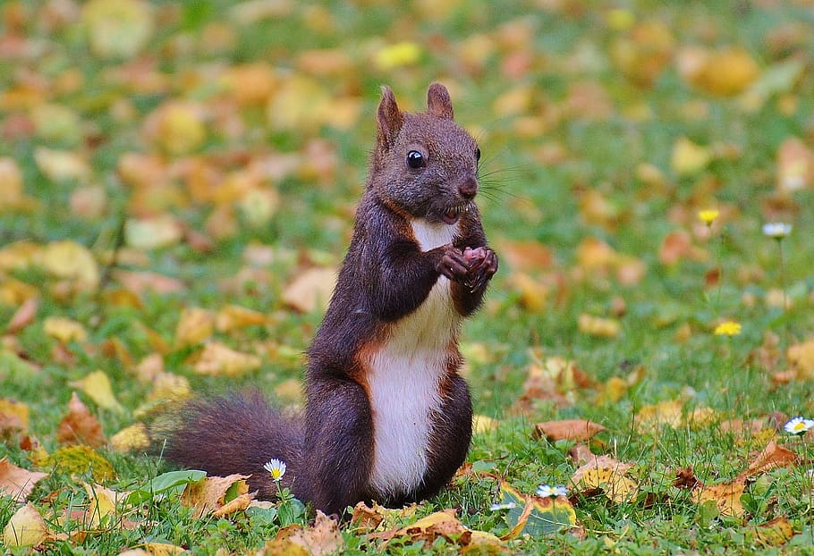 Squirrel, Nager, Cute, Nature, Rodent, climb, garden, eat, brown HD wallpaper