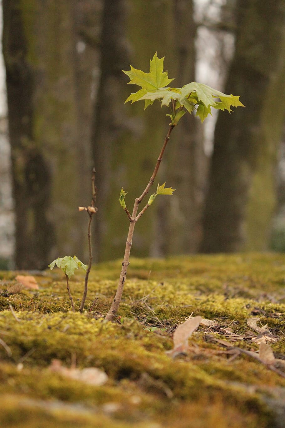 maple tree, slip, bäumchen, grow, shoots, young, green, grass HD wallpaper