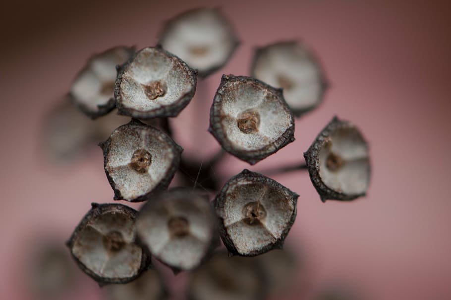seed pods, autumn, triangular, brown, wildflower, new england HD wallpaper