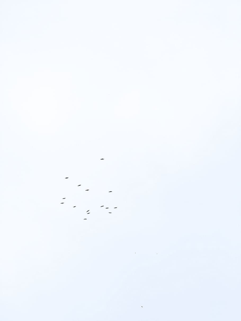 flying bird under clear skies, untitled, nature, backgrounds HD wallpaper