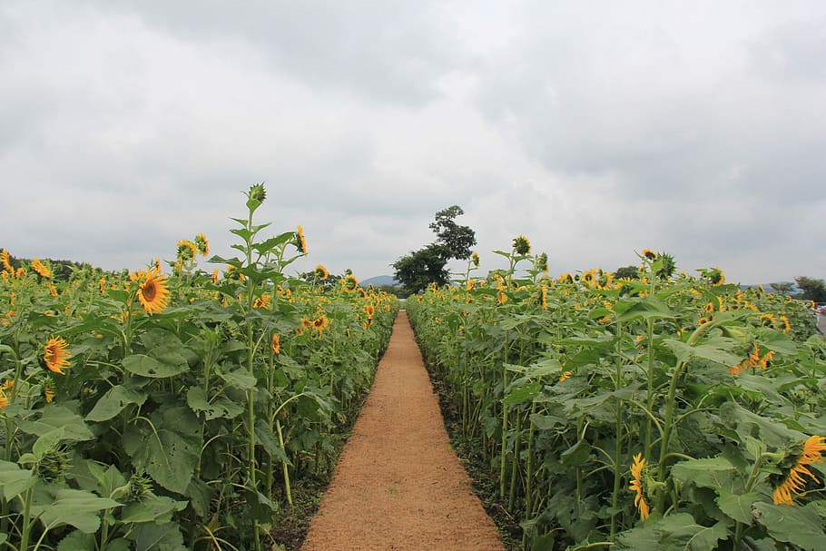 Sunflower, Outing, let reonpam, agriculture, nature, plant HD wallpaper