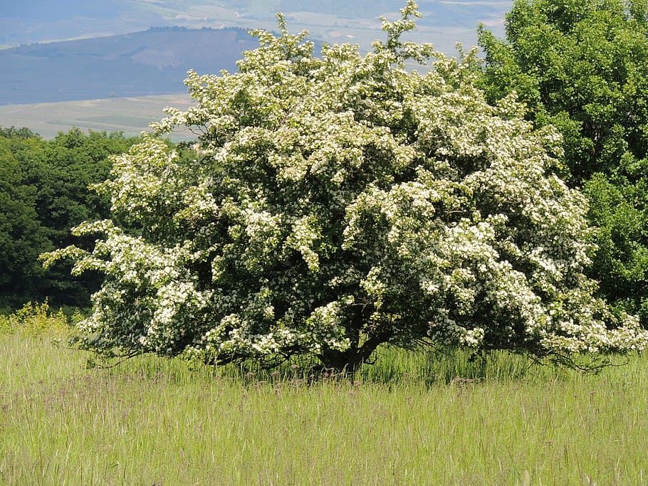 flowering hawthorn, flourishing tree, white flowers, spring day, HD wallpaper