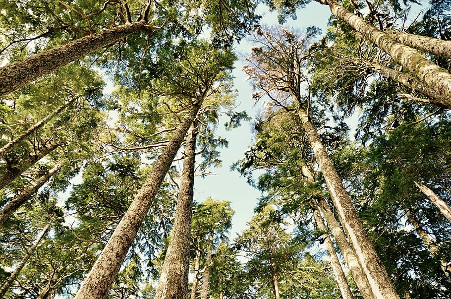 On top of Lone Cone, photography of trees, forest, wood, pine HD wallpaper