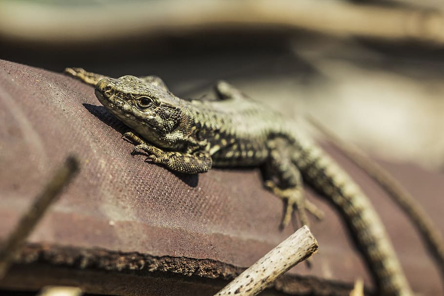 lizard, sunbathing, reptile, wildlife, nature, scales, close HD wallpaper