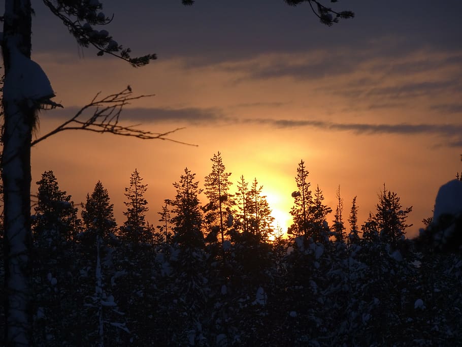 sunset, mood, afterglow, evening sky, romantic, tree, plant HD wallpaper