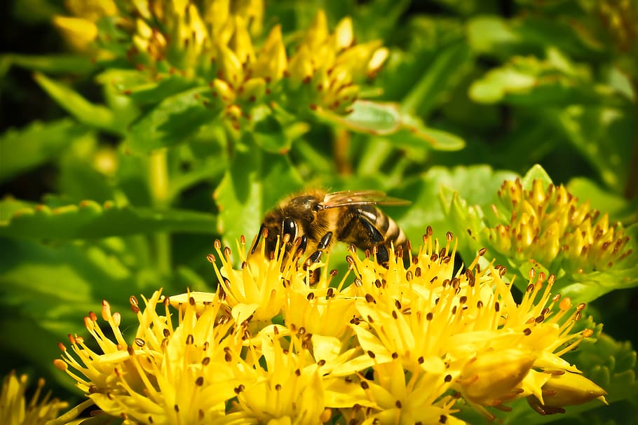 flower, blossom, bloom, nature, plant, close, yellow flowers HD wallpaper