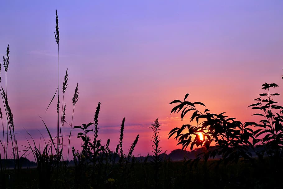 silhouette of plants, sunrise, grass, mood, sky, nature, morgenstimmung HD wallpaper