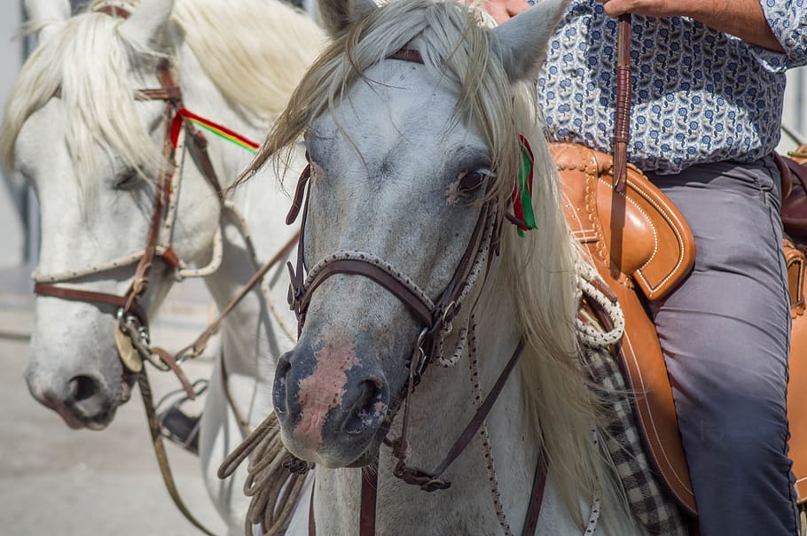 camargue, horses, riders, gardians, horseback riding, domestic animals, HD wallpaper