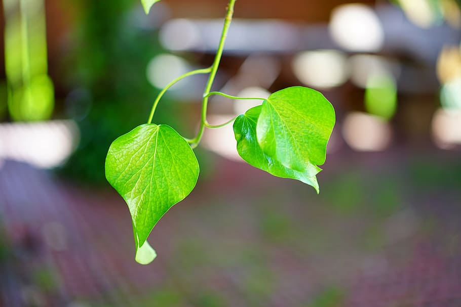 ivy, ivy leaf, smooth, shine, green, leaves, plant part, green color HD wallpaper