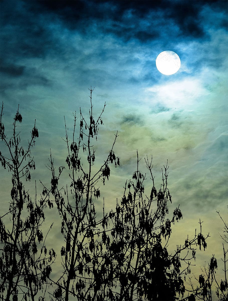Sunset, Clouds, Sunrise, Forest, sky, blue, landscape, nature HD wallpaper