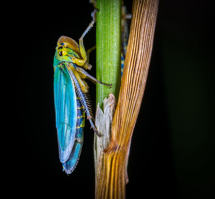 insect, bespozvonochnoe, living nature, for ordinary high rot leafhopper