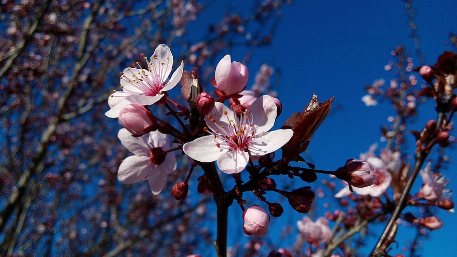 almond trees, flowers, flowering, almond flowers, field, beautiful HD wallpaper