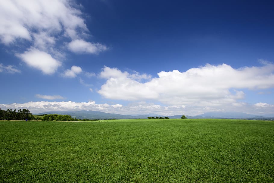 green grass under blue sky at during daytime, field, summer HD wallpaper