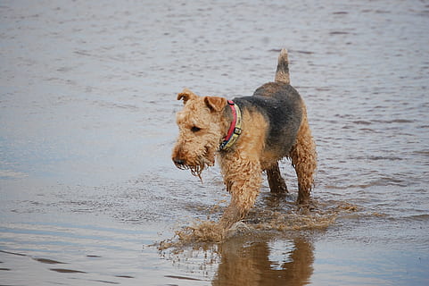 Airedale, Terrier, Sea, Swim, playing, dog, airedale Terrier HD wallpaper