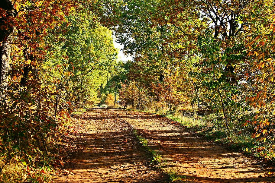 pathway between garden, autumn, away, trees, fall foliage, leaves HD wallpaper