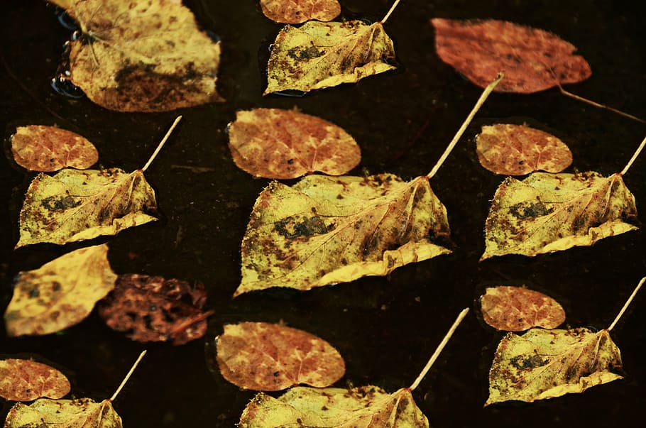 leaves, autumn, withered, pattern, fall foliage, transience HD wallpaper
